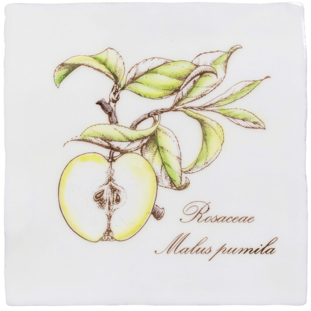 Botanical Fruit